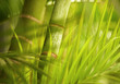 Green plant close-up