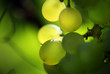 Bunch of green grapes, macro close-up Bunch of green grapes, macro close-up