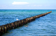 seagull and mullard duck on groynes in the baltic sea
