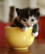 macchiato in tazza (meg in the cup)