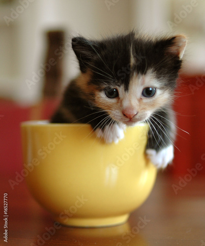 Photo: macchiato in tazza (meg in the cup) macchiato in tazza (meg in the cup)