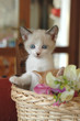 gattino