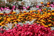 Aiuole colorate 3