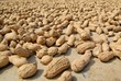 peanuts drying under the sun