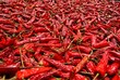 Red hot chili peppers drying under the sun