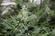 Close-up of head of a cannabis plant Close-up of head of a cannabis plant