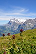 Fleurs et montagne