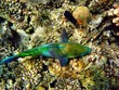 parrot fish