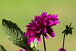 dahlia