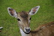 Cerbiatto