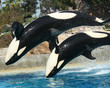 A Mother Orca and Her Calf do a Backflip Together A Mother Orca and Her Calf do a Backflip Together