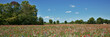 Panorama de fleurs