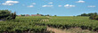 Paysage de vignes