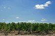 Ciel et vigne