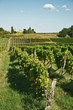 Sillons et vigne