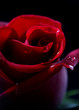 RED ROSE