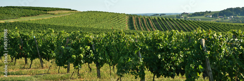 Photo : Coteaux et vignes Coteaux et vignes