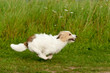 Jack Russell Terrier