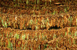 Classical way of drying tobacco Classical way of drying tobacco