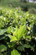 Plantation de thé