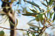 olive