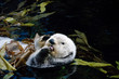 Otter beim Putzen