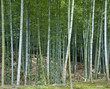 Bamboo grove