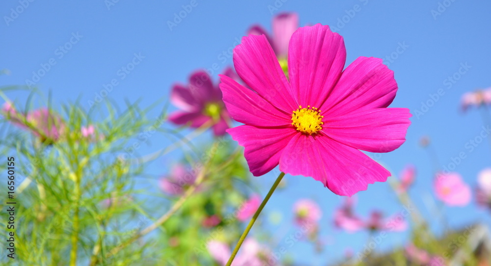 1000_F_16560155_7xvsczi73wtHwewu3hlgXuehMPfxjkbh.jpg