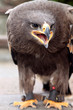 Aggressiver Seeadler