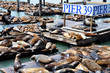 Sea lions on pier 39 in San Francisco, USA.