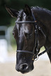 tête de cheval 1