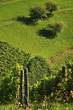 Vineyard and Trees