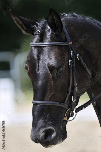 Photo: tête de cheval 1 tête de cheval 1