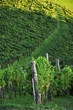 Vineyard