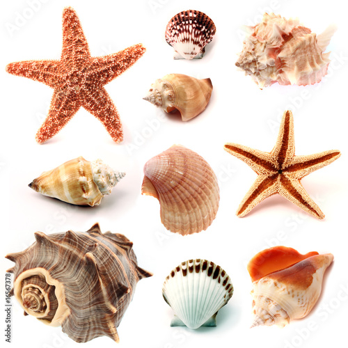 Photo: seashells and starfish set seashells and starfish set