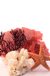 reef theme decoration background