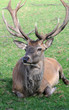 Stolzer Hirsch