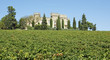 vignoble