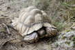 tortue