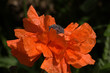 Mohn