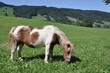 Idyll