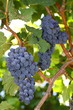 bunch of grapes
