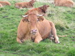 vache