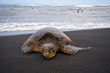 Foto: Sea turtle on beach Sea turtle on beach