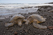 Foto: Green sea turtle on beach Green sea turtle on beach