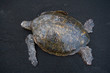 Foto: Green Sea Turtle Dorsal View Green Sea Turtle Dorsal View