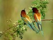 a couple of bee-eaters back side a couple of bee-eaters back side