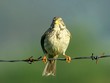 corn bunting perched on barbed wire at sunrise corn bunting perched on barbed wire at sunrise