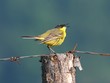 yellow wagtail perched on a log yellow wagtail perched on a log