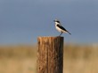 Wheatear perched on a log against blue sky Wheatear perched on a log against blue sky